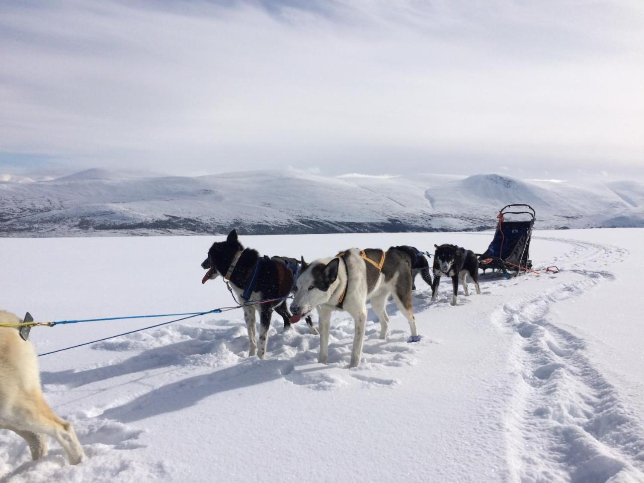 Randsverk Jotunheimen Husky Lodge מראה חיצוני תמונה